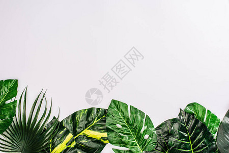 白色背景热带植物绿叶的顶端背景图片
