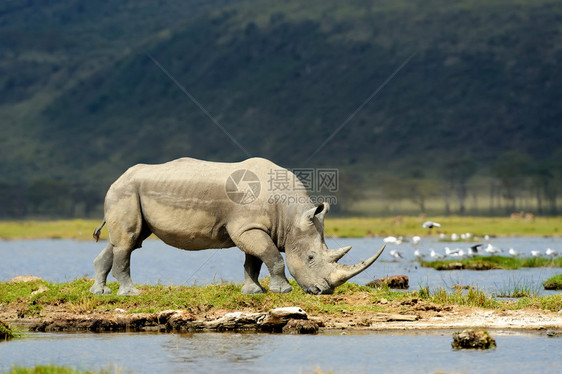 肯尼亚非洲储备区Rhino图片