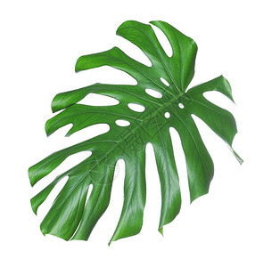 热带龟背竹叶上白色孤立图片