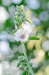 白棉花沼树草花药用植图片