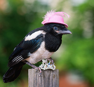 带着小首饰的粉色帽子上的鸟儿迷你贼在图片