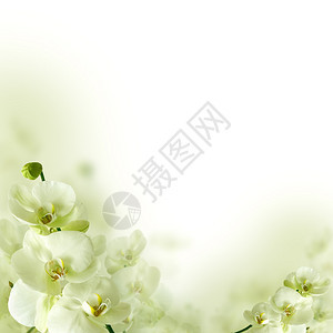 兰花和绿叶春天花卉背景图片
