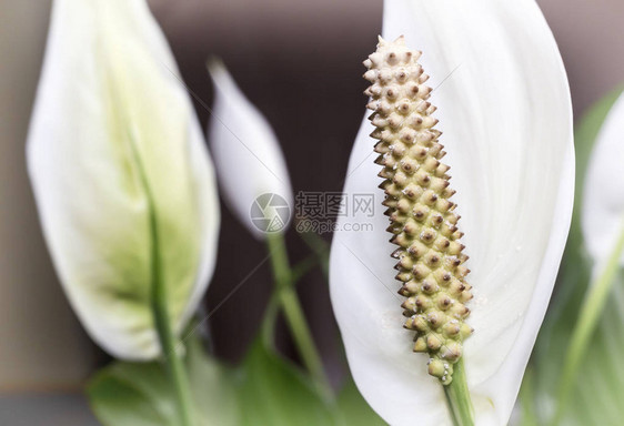 美丽的白色花朵和绿色叶子热带花朵黑暗背景的Spathp图片