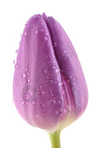 湿紫色郁金香白色上孤立图片