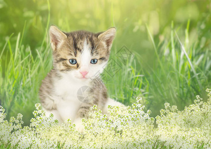 小猫咪坐在花朵里小猫图片