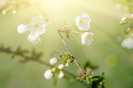 春时樱花散自然阳光明媚的季图片