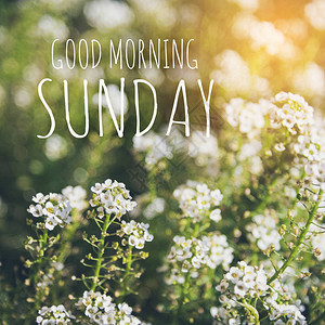 星期天早上晨在模糊的鲜花背景背景图片