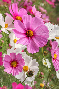 花园里的粉红色波斯菊花图片
