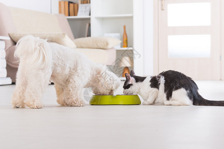 小狗麦芽和猫在家里吃碗里背景图片
