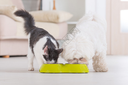小狗麦芽和黑白猫在家里吃碗里背景图片