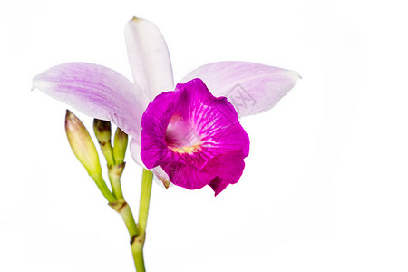 关闭在白色背景隔绝的美丽的紫竹兰花图片