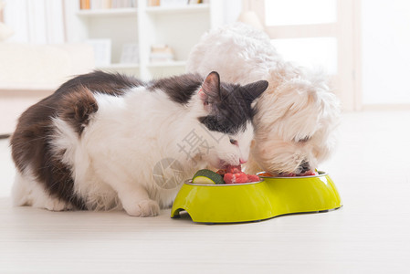 小狗麦芽和猫吃家里碗的自然有机食物背景图片