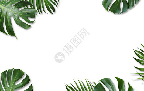 白背景孤立的黄棕榈热带叶和脱底变异体及背景图片