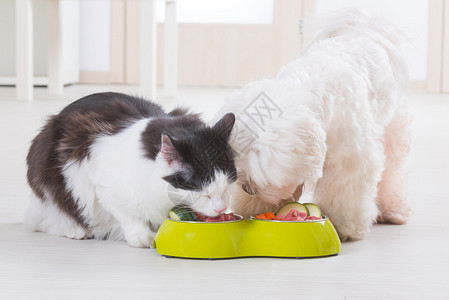 小狗麦芽和猫吃家里碗的自然有机食物背景图片