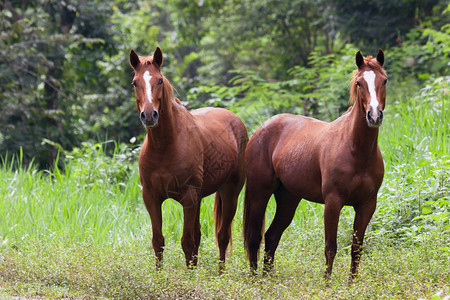 两匹美丽的棕色马脸上有白条纹在伯利兹丛林图片