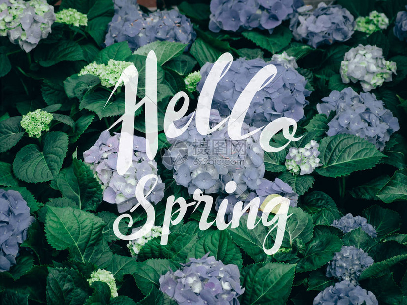 你好春诗与Hydrangea花HydrangeaMicrop图片