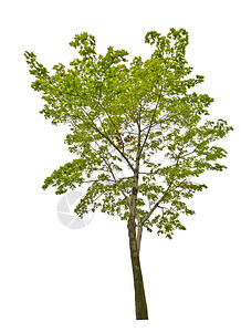 孤立在白色背景上的绿色枫树背景图片