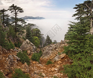 土耳其Tahtaali山黎巴嫩Cedar树林的稀图片