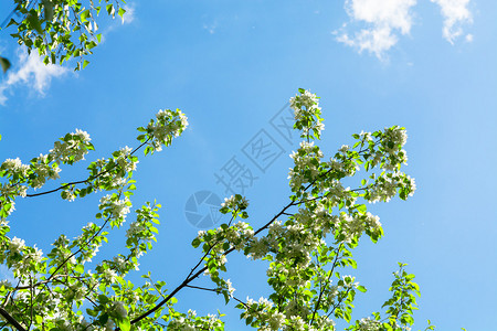 美丽的苹果树枝与蓝天美丽的春天开花的树图片