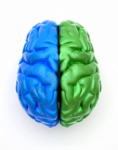 蓝色一端绿色大脑的概念图像图片