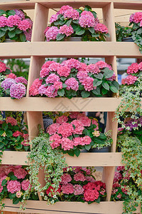 荷兰国王花园库肯霍夫欧洲花园美丽图片