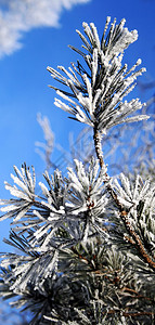 用雪霜盖的松树枝图片