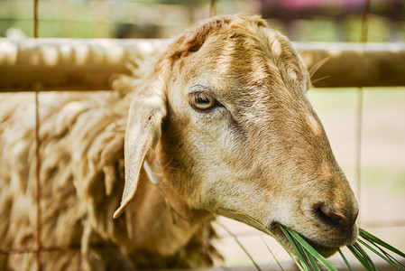 泰国农场里的羊吃草图片