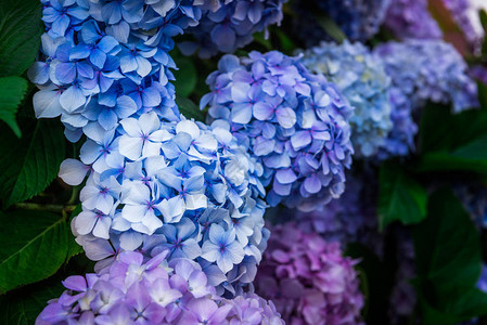 花园里的粉色和蓝色绣球花图片
