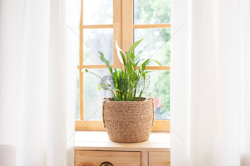 草盆里的白鹭植物站在窗台上窗台上的植物园艺的概念在家窗台上的白鹭花盆斯堪的纳维亚图片