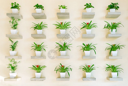 一排排室内植物图片