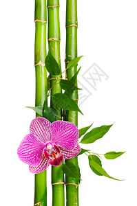 白色背景上的竹框和兰花图片