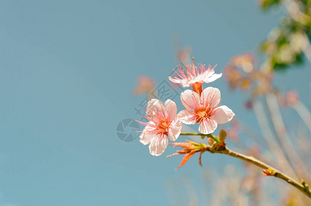 狂野喜马拉雅山樱桃图片