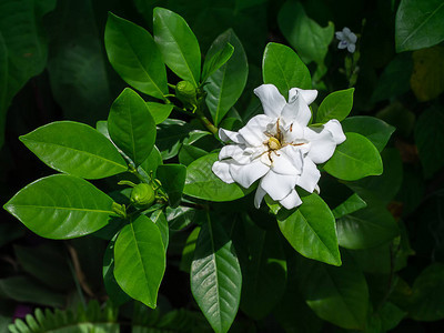 深绿色叶子中的栀子花白图片