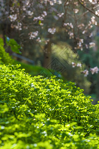 季节夏季背景树木图片