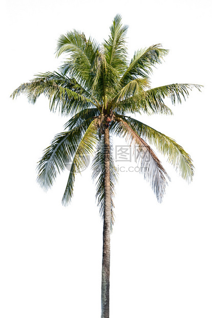 孤立在白色背景上的椰子树图片
