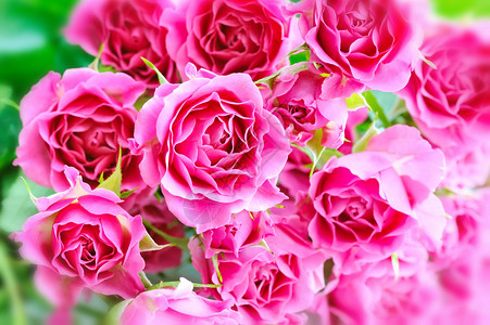 与粉红玫瑰的浪漫背景图片