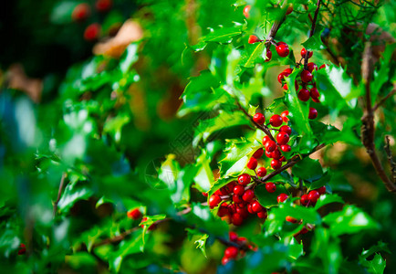 花园里的红冬青枝背景图片