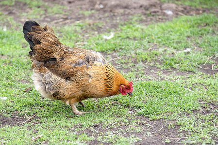 夏日的红成年鸡在院子里散步背景图片