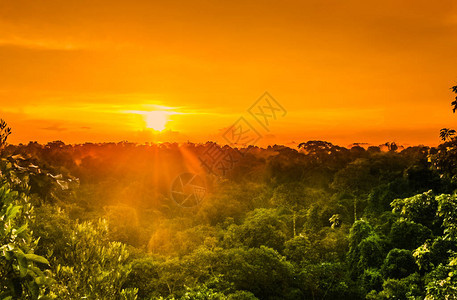 巴西雨林树上日落的景色观赏巴西雨水图片