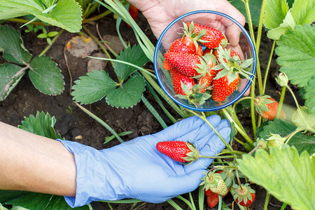 农夫在床上采红成熟的新鲜草莓图片