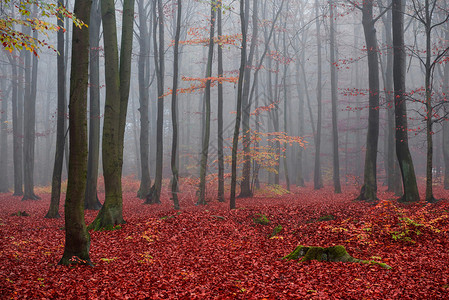 美丽的秋天在森林图片