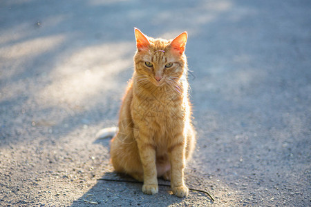 红猫在灿烂的阳光下眯着眼睛图片