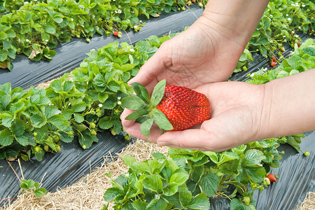 在浆果农场采摘草莓图片
