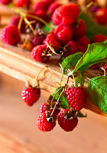 成熟的草莓木图片