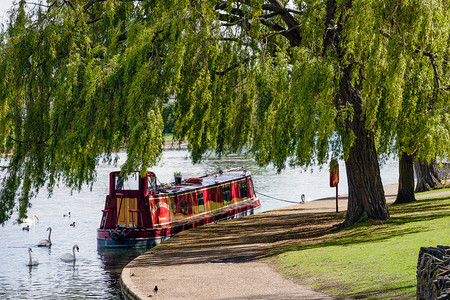 狭窄的小船停泊在温莎的柳树下图片