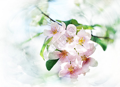 春天树木开花水彩插图图片