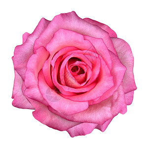 白色背景上的粉红玫瑰花美丽的粉红玫瑰图片