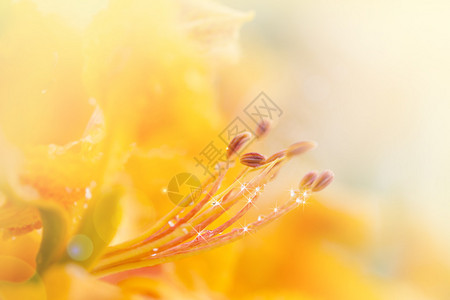 鲜花背景多彩用色滤光片抽象制作图片