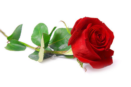 美丽的红玫瑰在白色图片