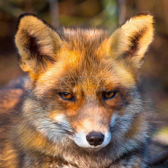 一只放松的红狐在阳光下的头图片